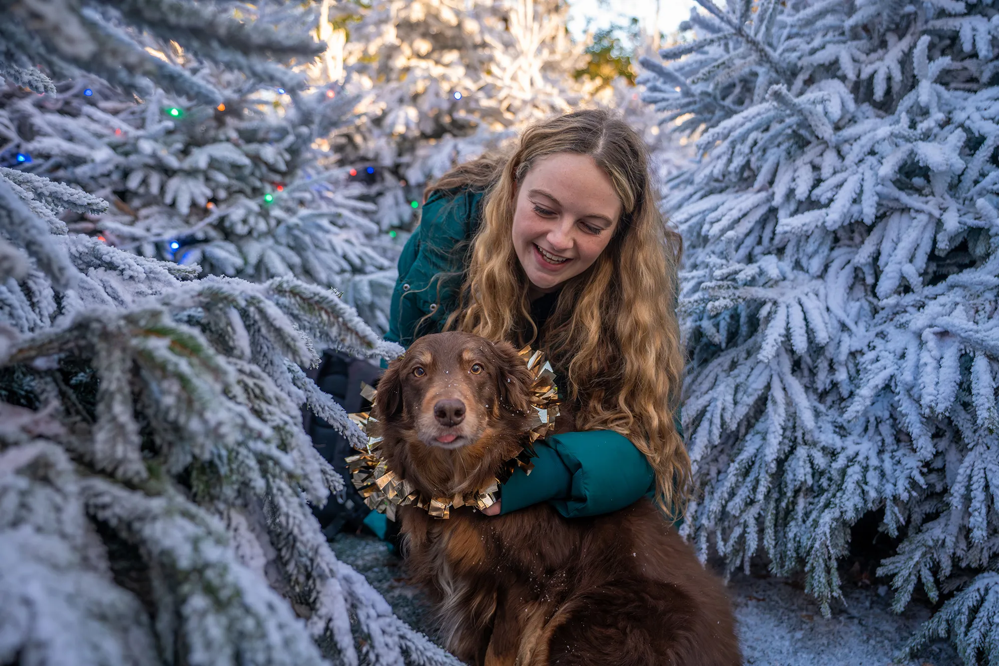 LLWR Dogs At Christmas 04