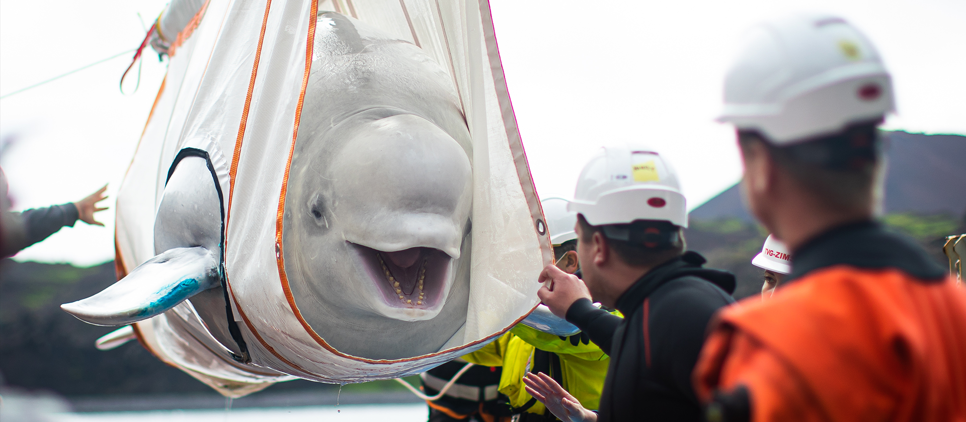 Beluga Whale being rehomed at new Beluga Whale Sanctuary in Iceland thanks to SEA LIFE Trust