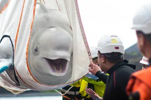 Beluga Whale being rehomed at new Beluga Whale Sanctuary in Iceland thanks to SEA LIFE Trust