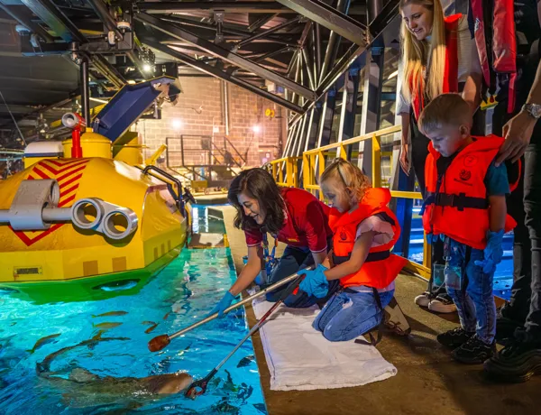 Shark Feed At LEGOLAND Windsor