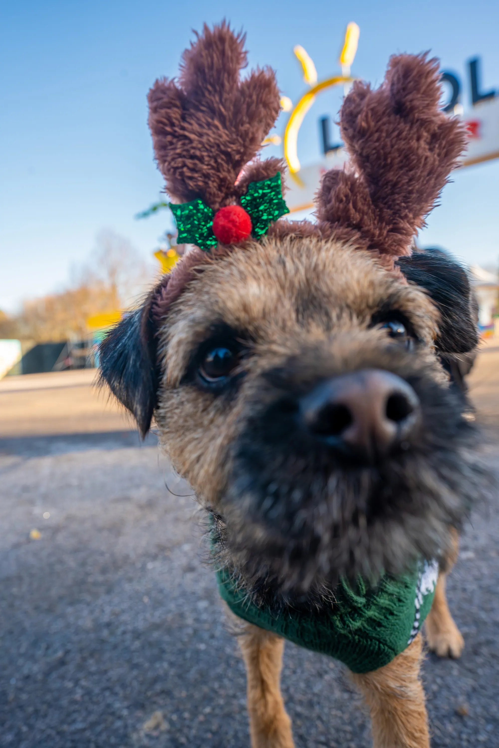 LLWR Dogs At Christmas 46