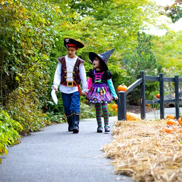 Children walking through the Enchanted Forest at Halloween with pumpkins during Brick or Treat at the LEGOLAND Windsor Resort