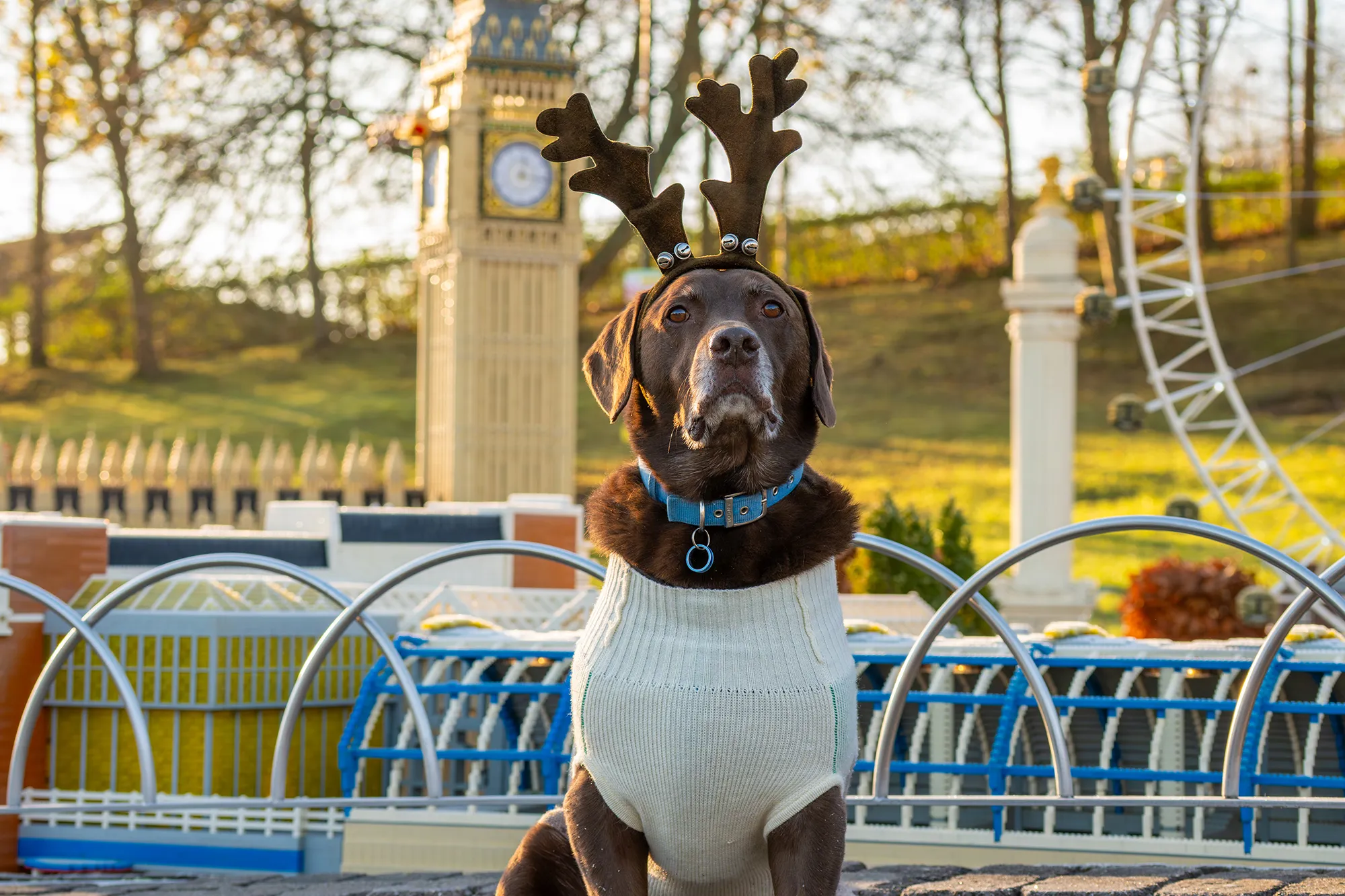 LLWR Dogs At Christmas 21